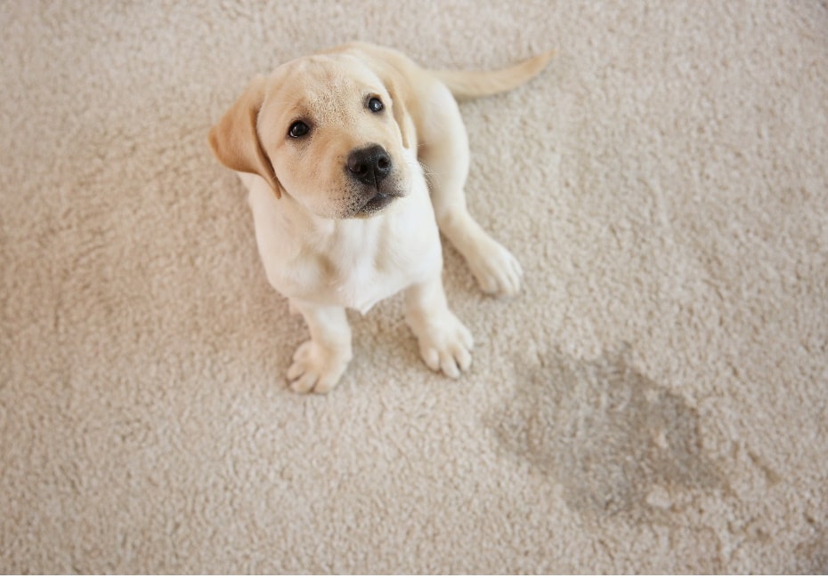 Puppy accident on residential carpet 