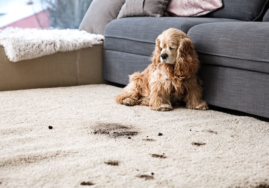 Dog with muddy rug 