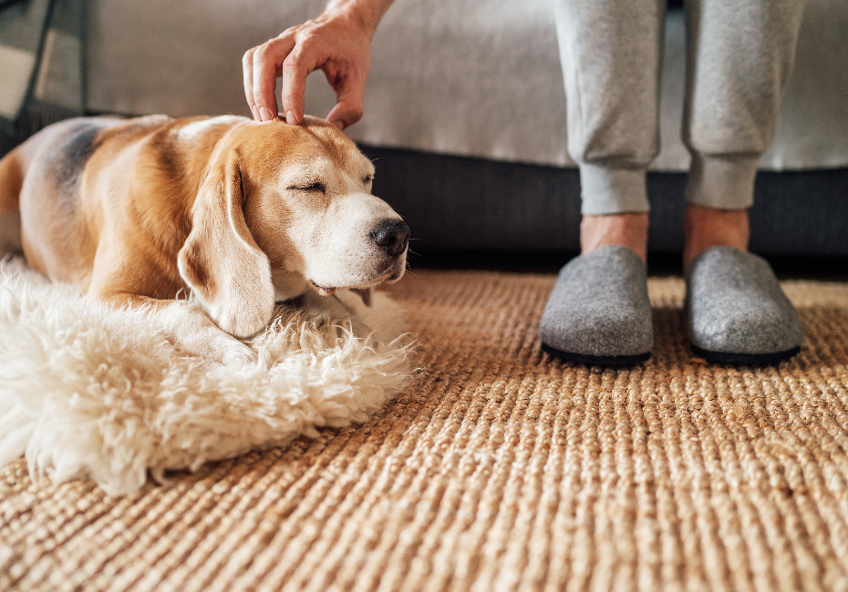 Beagle is being stroked by his owner while lying on a neutral-toned carpet after a professional carpet clean